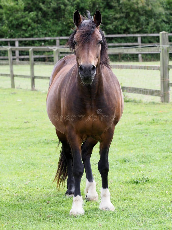 Bay Horse in Paddock stock image. Image of paddock, freedom 159597381