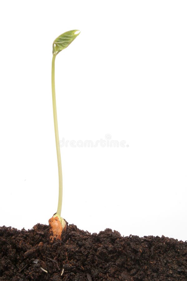 Single bean seedling