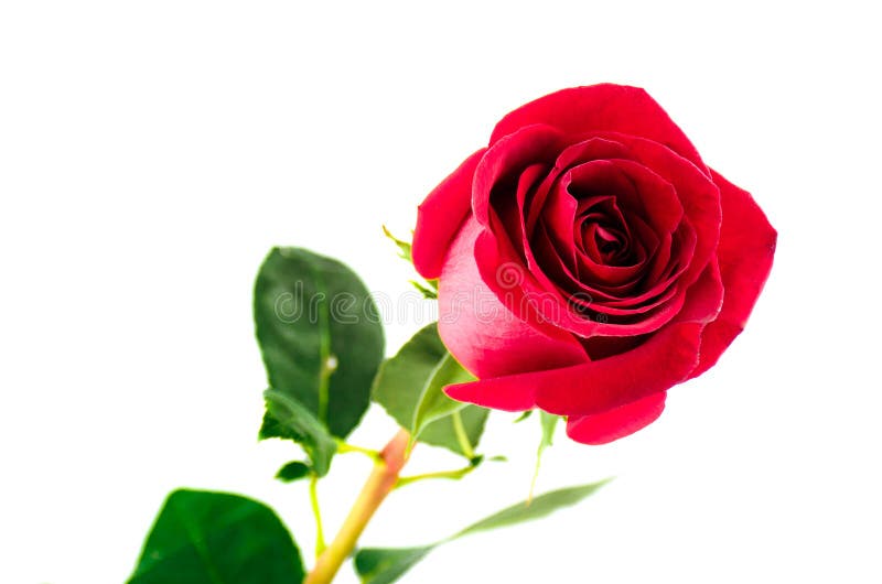 Single beautiful red rose stock photo. Image of flower 45332750