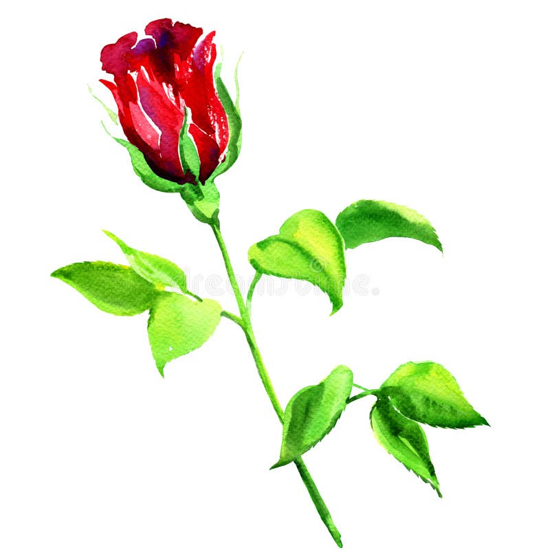 Single Beautiful Red Rose , Watercolor Illustration Stock Illustration ...