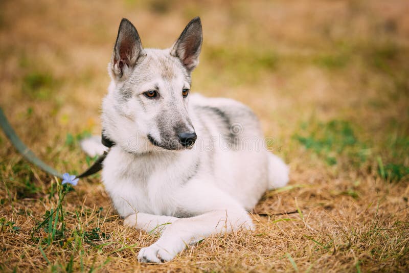 Single Beautiful young russian Laika puppy Dog sitting on dry gr