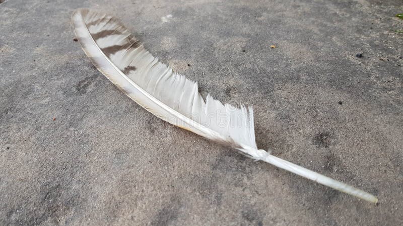 Single bird feather is lying on grey stone surface royalty free stock images
