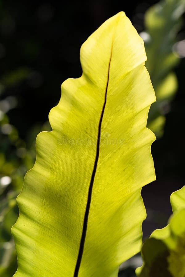Single Bird`s Nest Fern Leaf Close Up in the Sunlight Stock Image