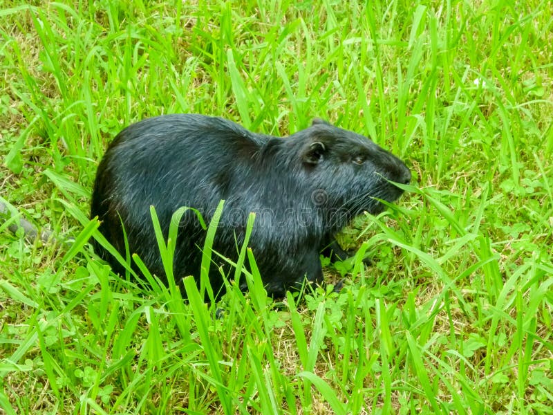 Brazilian Beaver