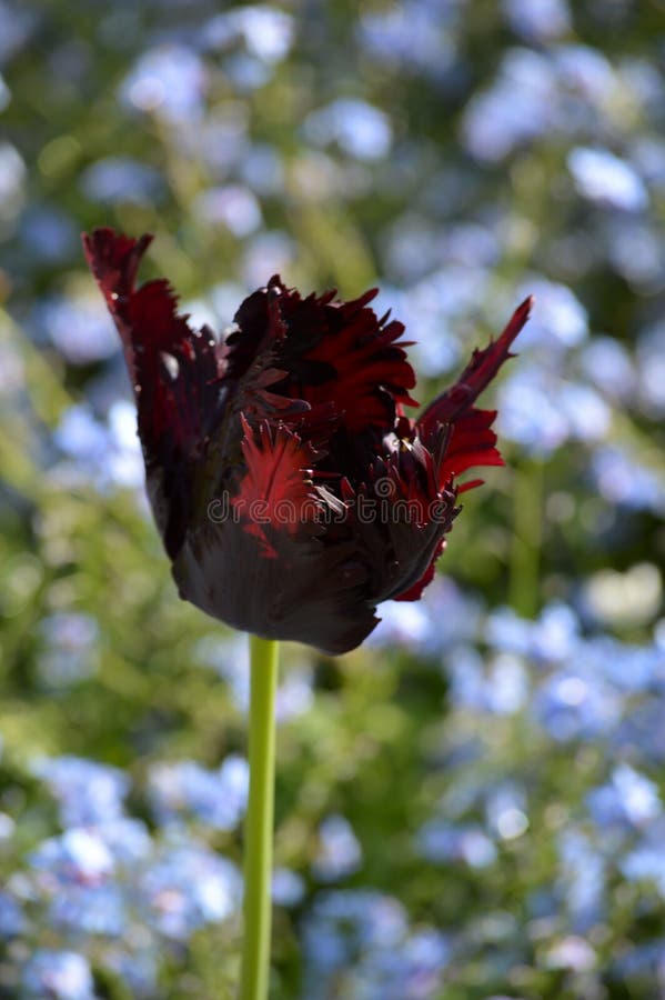 Single Black Parrot Tulip Flower Head, Stock Image Image of stunning