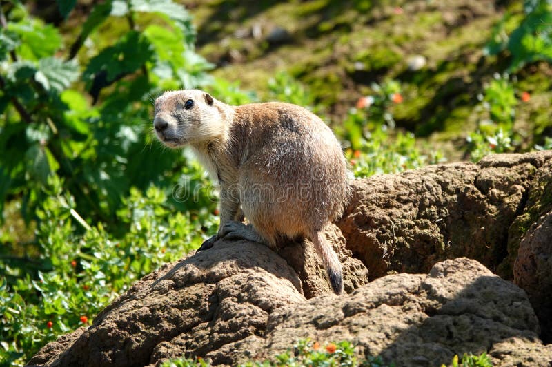 A single black-tailed prairie dog royalty free stock images