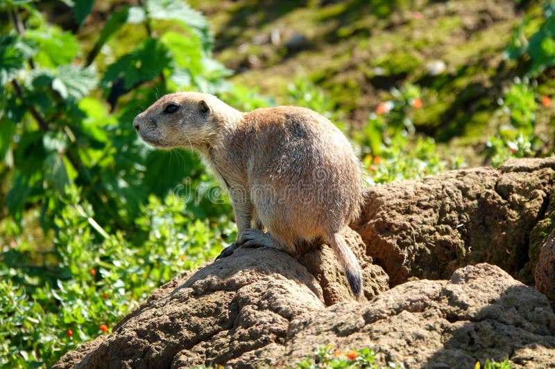 A single black-tailed prairie dog stock images