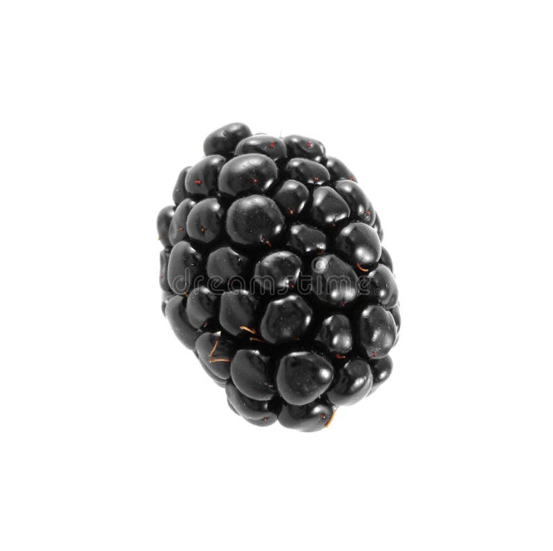 Single Blackberry Fruit Isolated Stock Photo Image of healthy, diet