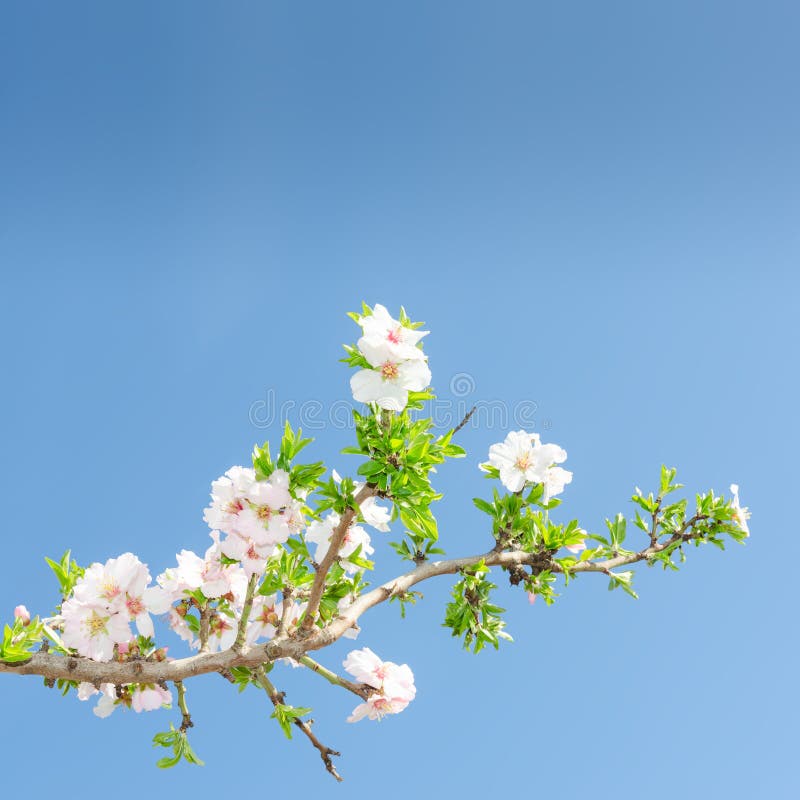 Single blooming branch of apple tree against spring blue sky royalty free stock image