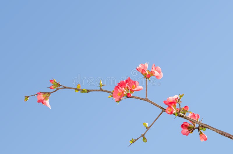 Single blooming branch of flowering quince bush stock photos