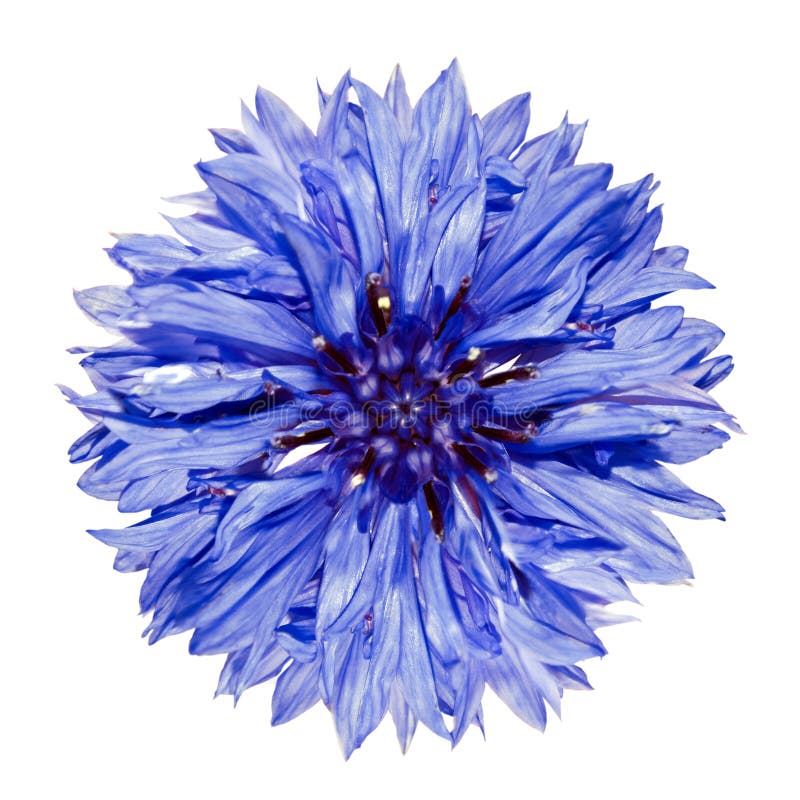 Single Blue Cornflower Centaurea cyanus Isolated