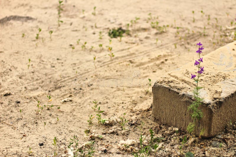 single blue flower against a background of rectangular stone and sand royalty free stock image single blue flower against a background of rectangular stone and sand royalty free stock image