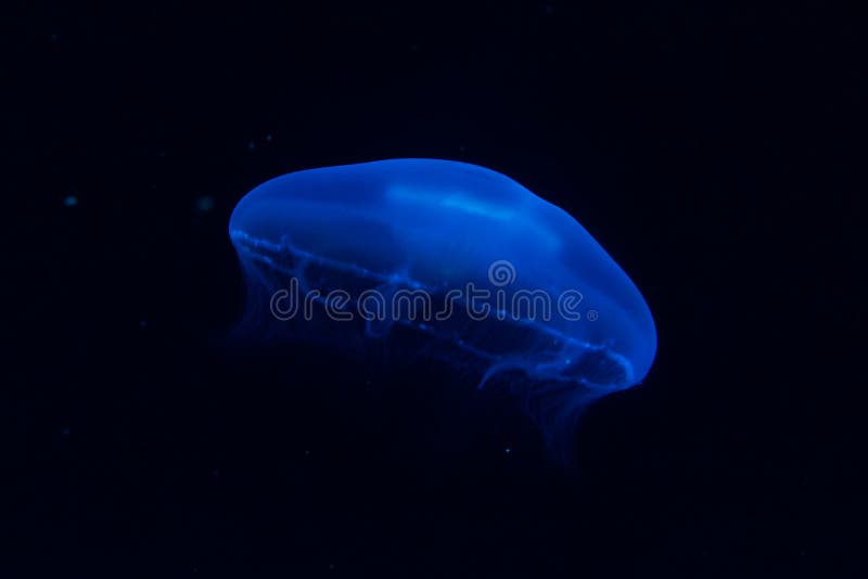 Single Blue Moon Jellyfish Stock Photo Image Of Beautiful