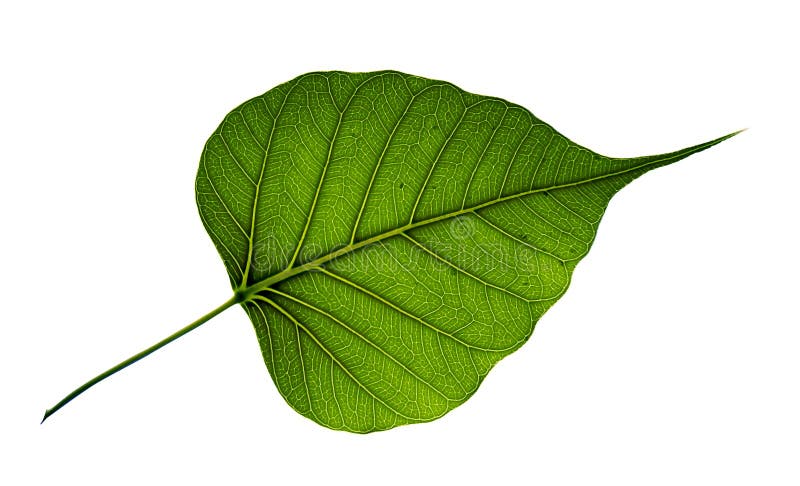 Single bodhi tree leaf isolated on white background