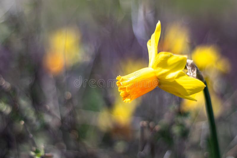 Single bright, happy, cheerful, yellow gold and orange special unique spring Easter daffodil bulb blooming in outside garden in stock photo Single bright, happy, cheerful, yellow gold and orange special unique spring Easter daffodil bulb blooming in outside garden in stock photo