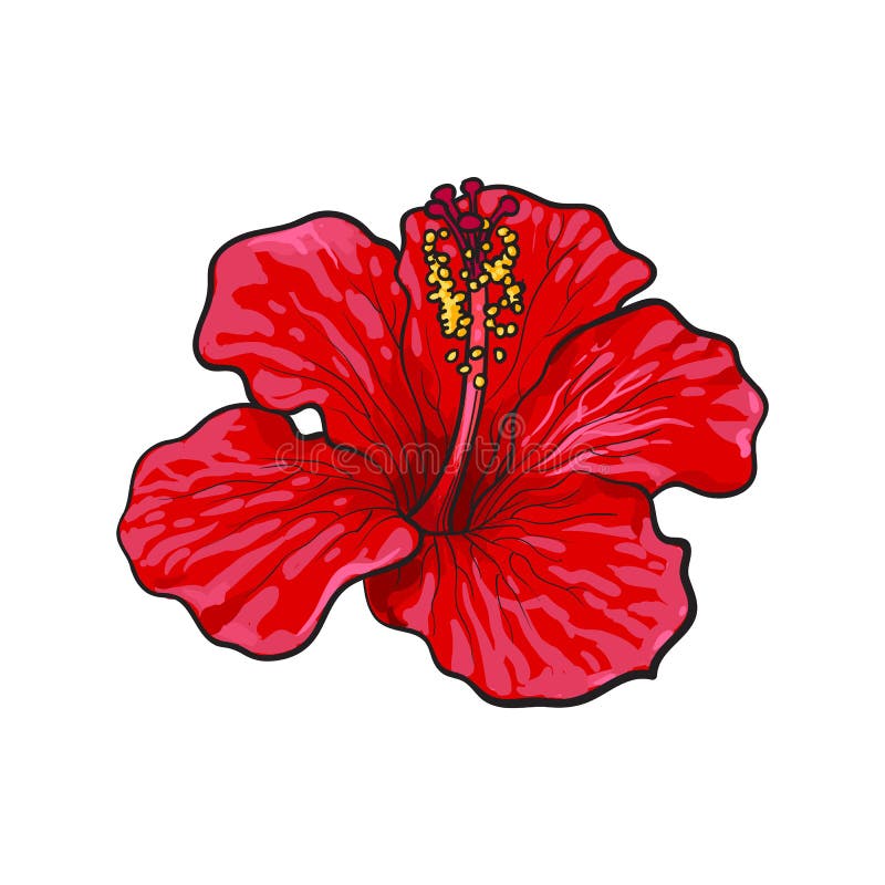 Red Flower Drawing Stock Illustrations – 215,036 Red Flower Drawing Stock  Illustrations, Vectors & Clipart - Dreamstime