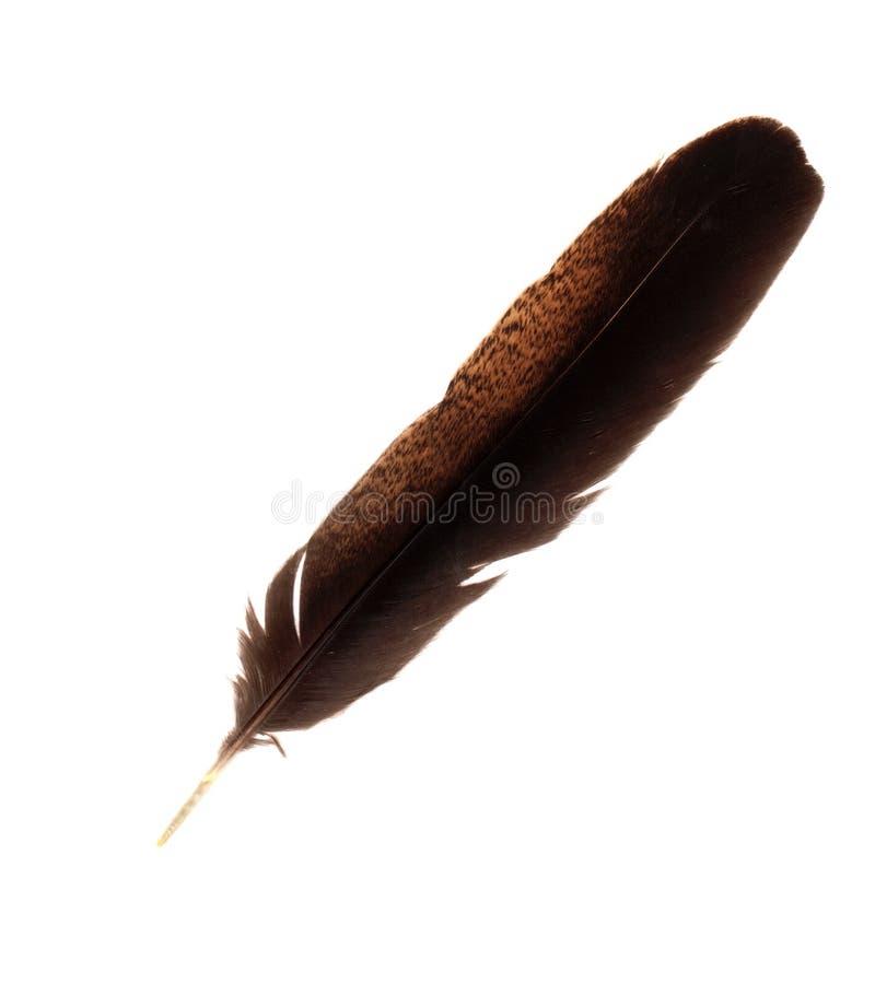 Brown Feathers As A Background Stock Photo, Picture and Royalty Free Image.  Image 33791617.