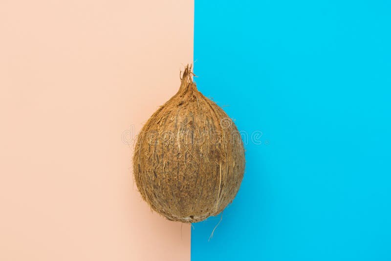 Single brown coconut on duotone peachy pink mint blue background. Creative food poster. Summer tropical vacation fun concept. Healthy oil skin body care theme. Copy space