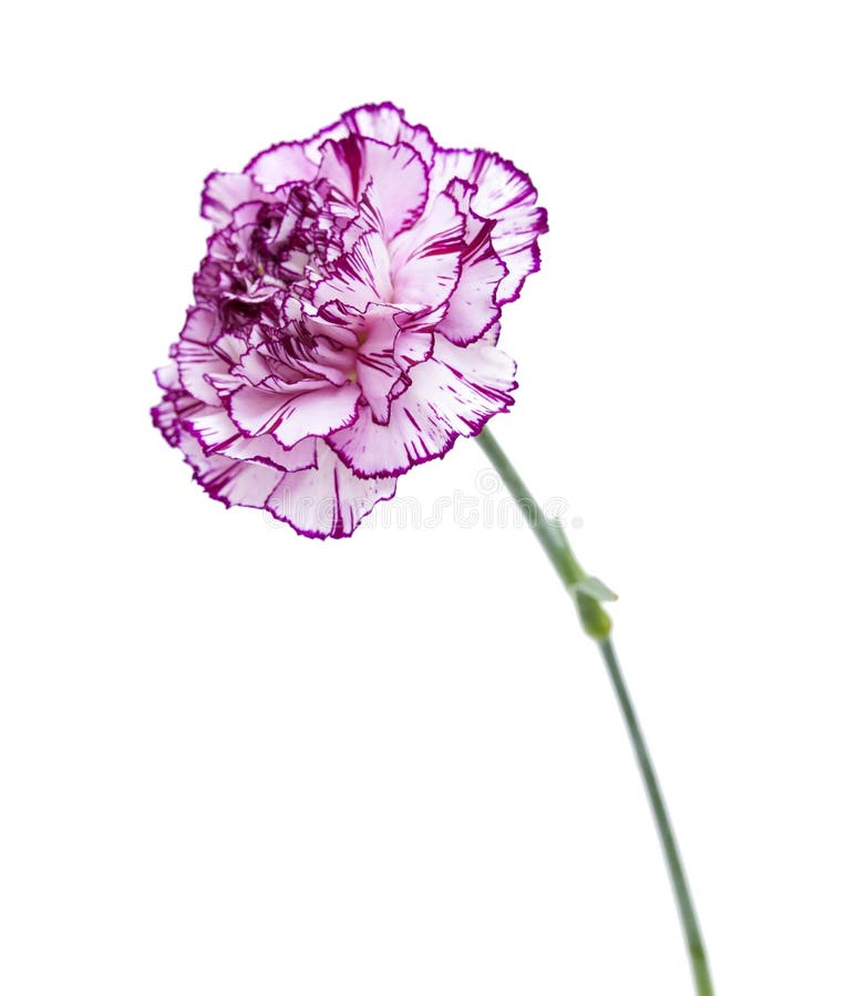 Single carnation stock image. Image of close, romance - 14490649