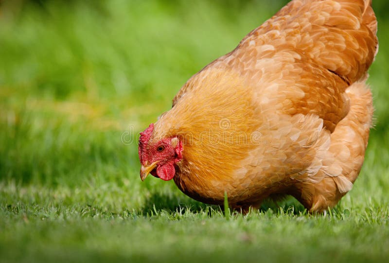 Free range chicken in green grass