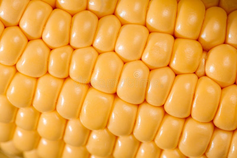 Single Close Up Ear of Corn. Background Pattern Stock Image Image of