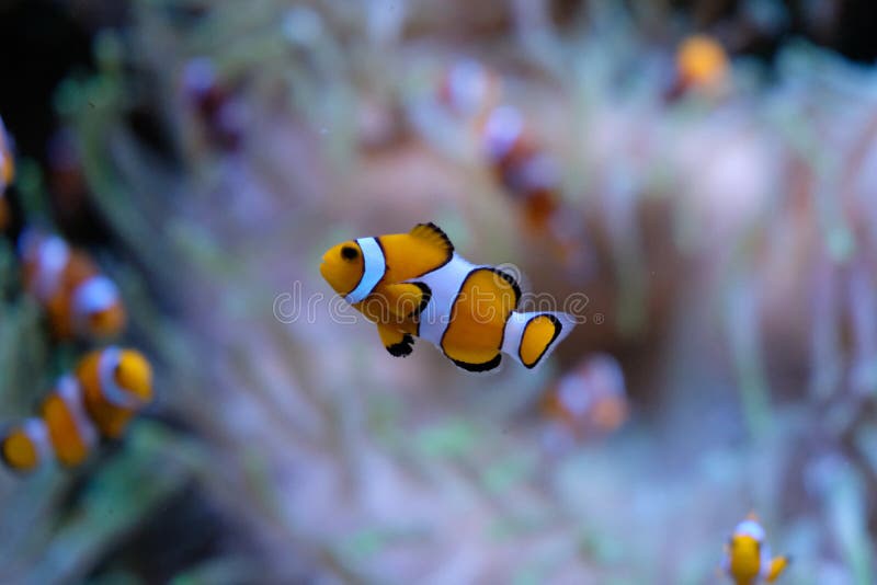 Single clownfish with white anemones on background royalty free stock photo Single clownfish with white anemones on background royalty free stock photo