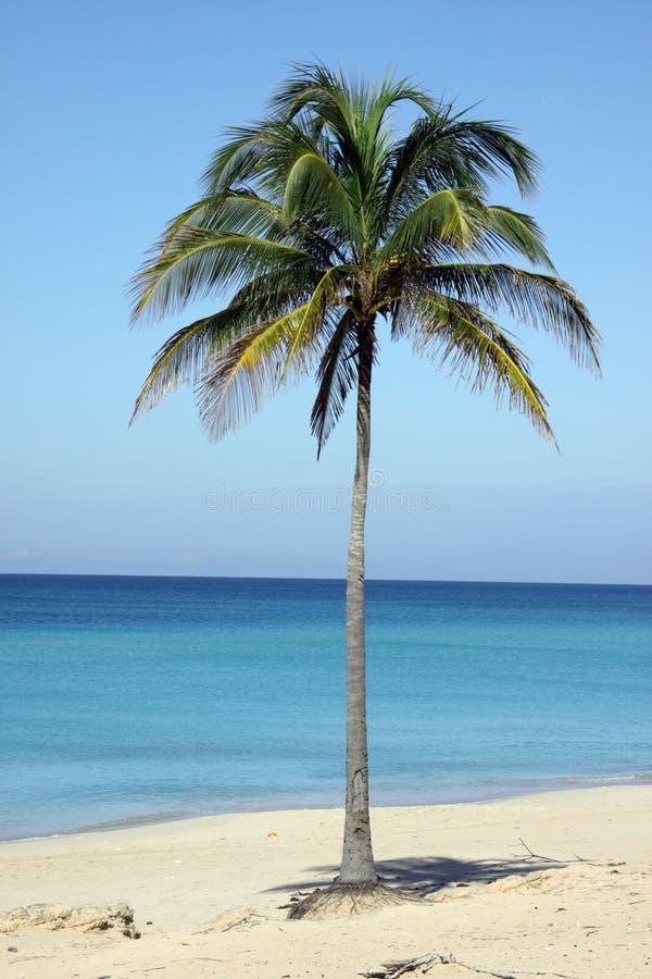 Single Coconut Palm Tree In The Beach, In Cuba Stock Photo - Image of