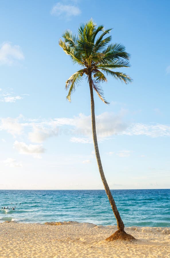 7,424 Single Coconut Tree Stock Photos - Free & Royalty-Free Stock ...