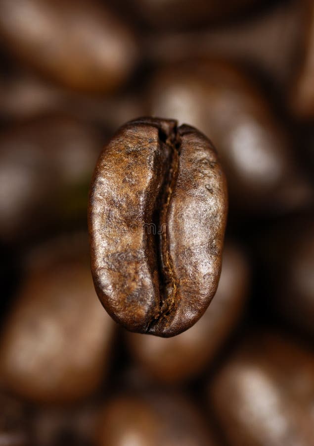 Single coffee bean stock image. Image of espresso, fresh