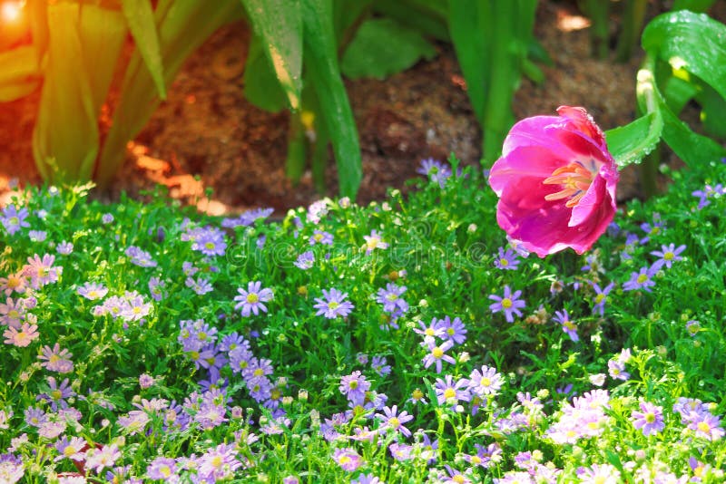 Single colorful flowers sweet pink tulip with green stem , water drops blooming  in garden and sunrise in the morning , nature