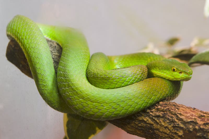 Single colorful green snake