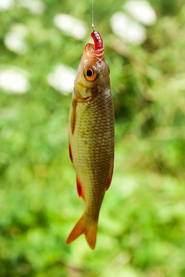 Single Common Rudd Fish and Fishing Bait on Natural Background Stock Photo Image of carp