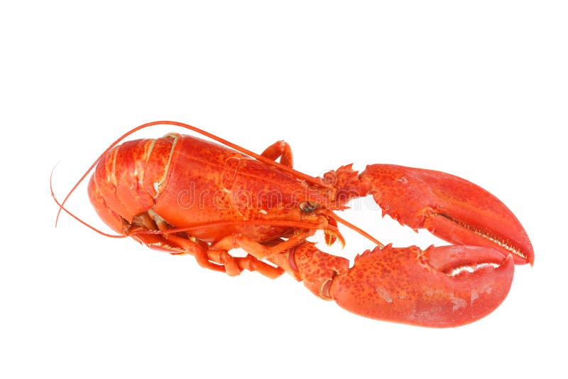102 Boston Lobster Isolated White Background Stock Photos Free