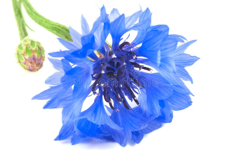 Single cornflower close-up