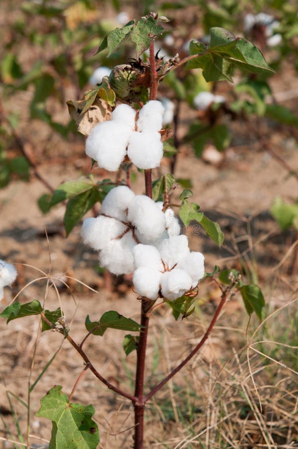 Single Cotton Plant stock photo. Image of crop, branch - 134609144