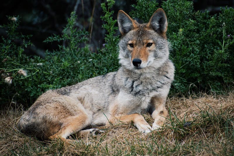 Single Coyote Sitting in the Grassy, Green Landscape. Stock Image