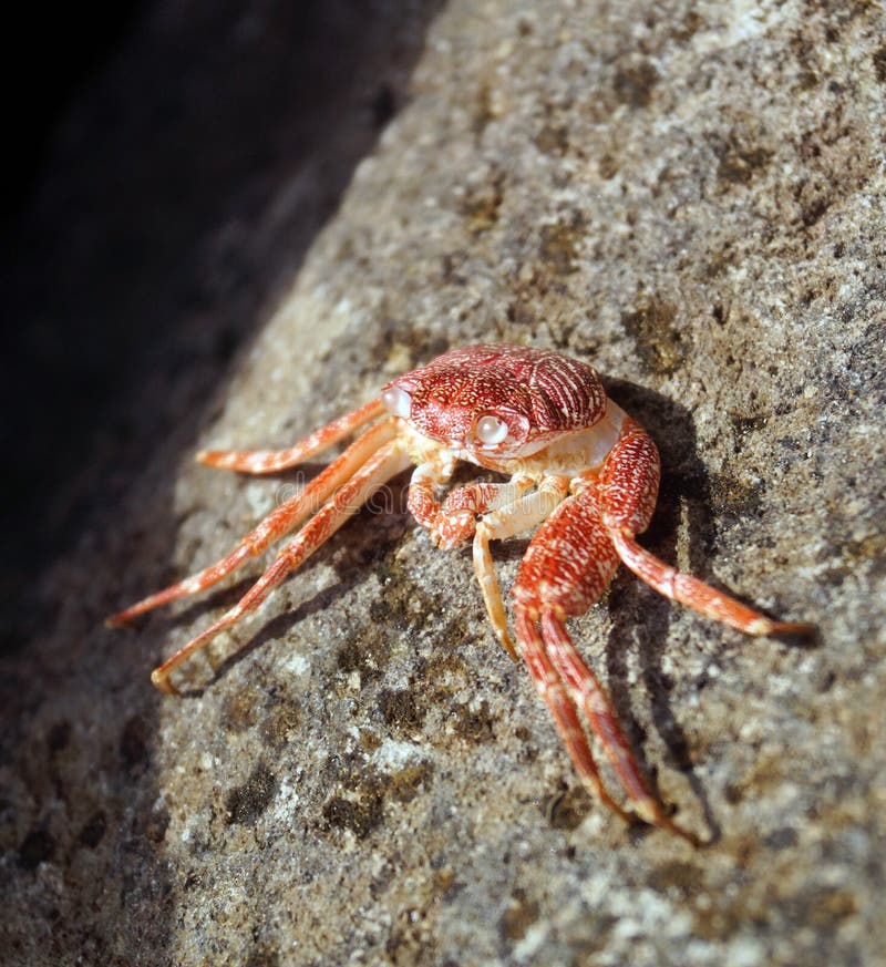Single Crab Eating Seal Resting on Iceberg, Antarctic Ocean. Stock