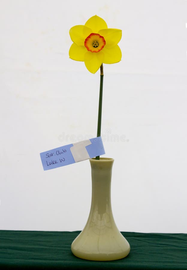 A single daffodil bloom on display in the Junior School section of the annual Spring Festival held in Barnett`s Demesne Belfast N stock image A single daffodil bloom on display in the Junior School section of the annual Spring Festival held in Barnett`s Demesne Belfast N stock image