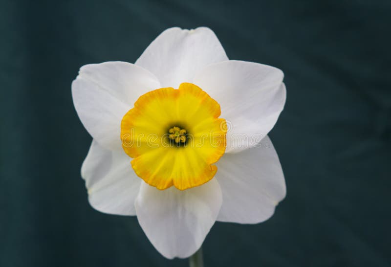 A single daffodil bloom on display in the Junior School section of the annual Spring Festival held in Barnett`s Demesne Belfast N stock image A single daffodil bloom on display in the Junior School section of the annual Spring Festival held in Barnett`s Demesne Belfast N stock image