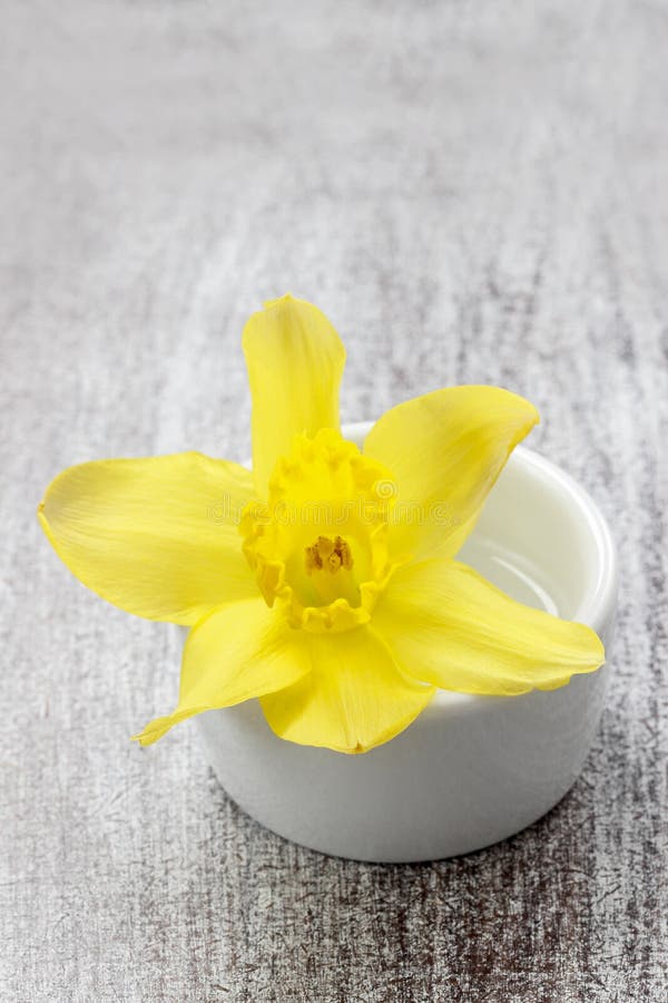 Single daffodil flower in white ceramic pot