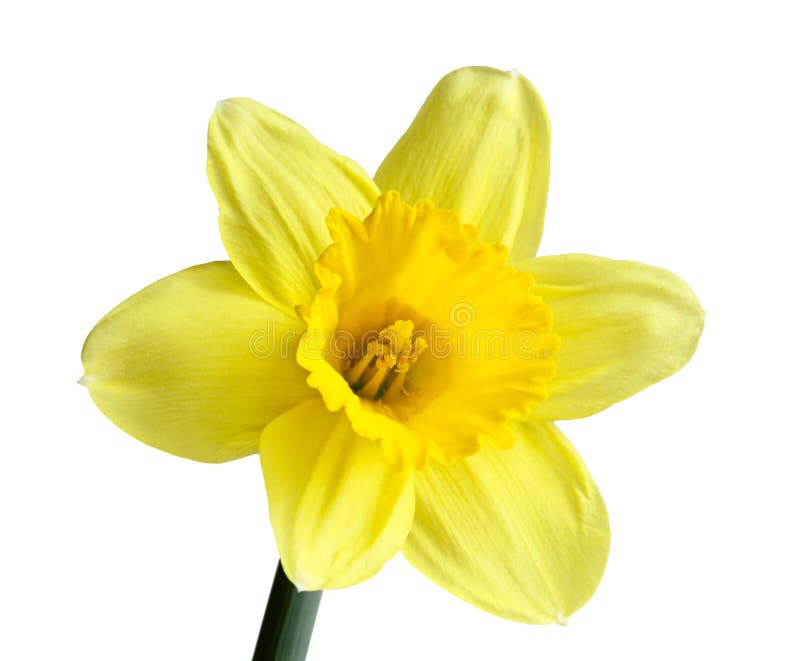 Single Daffodil stock image. Image of head, narcissus 53388453