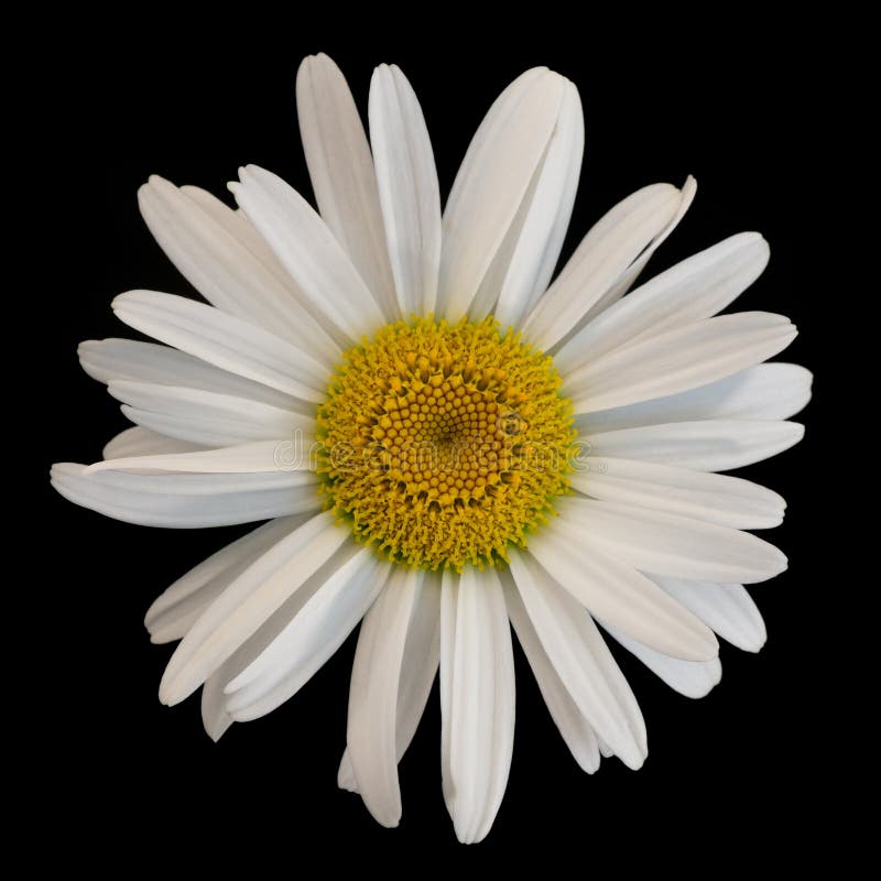 Single Daisy on Black Background Stock Photo - Image of summer, yellow