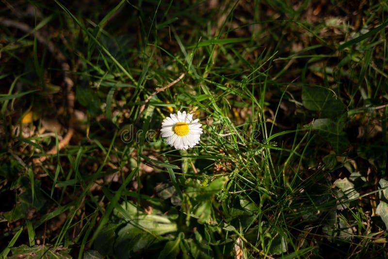 Single Daisy in the Grass in the Field Stock Image Image of