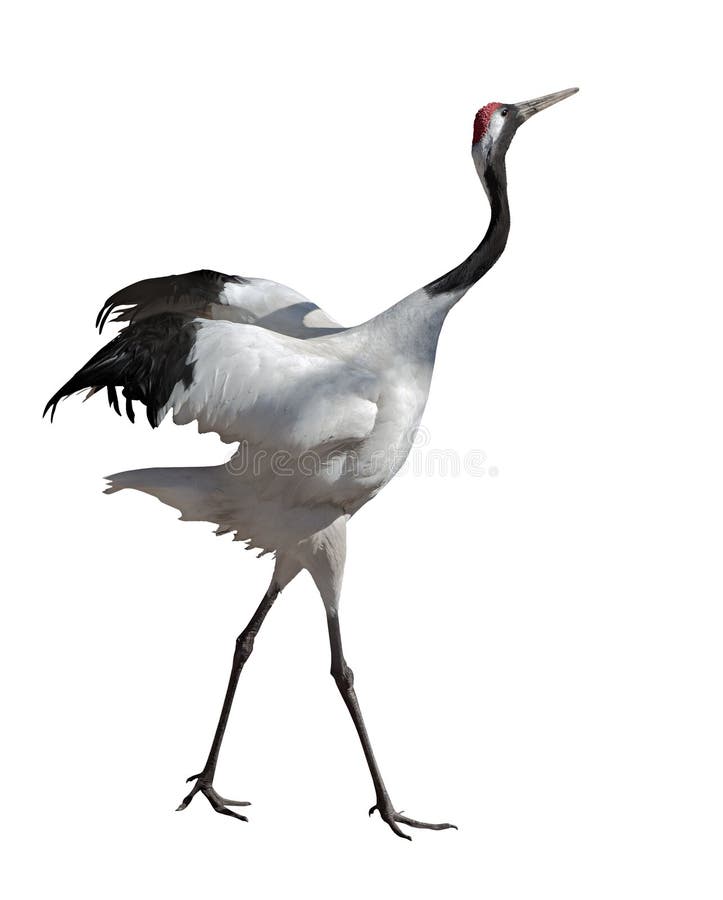 43+ Japanese crane Free Stock Photos StockFreeImages