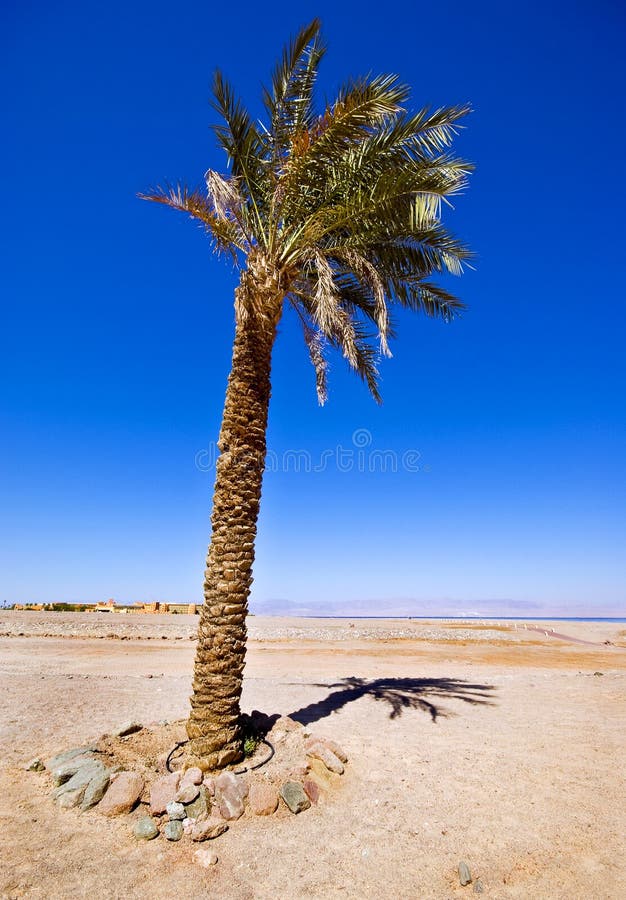 Single Date Palm