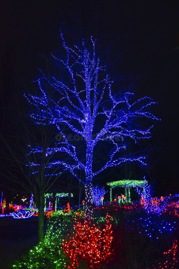 Single Deciduous Tree Covered in Christmas Lights Stock Image Image