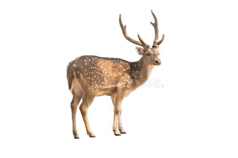 Single Deer with Horn Standing on White Background with Clipping Path