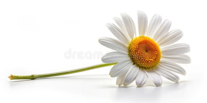 A single, delicate daisy rests gently on a pristine white surface, its slender stem extending gracefully, showcasing the intricate vector illustration