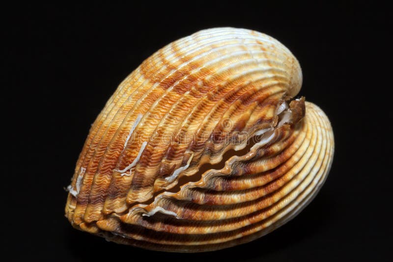 Single double seashell of bivalvia isolated on black background