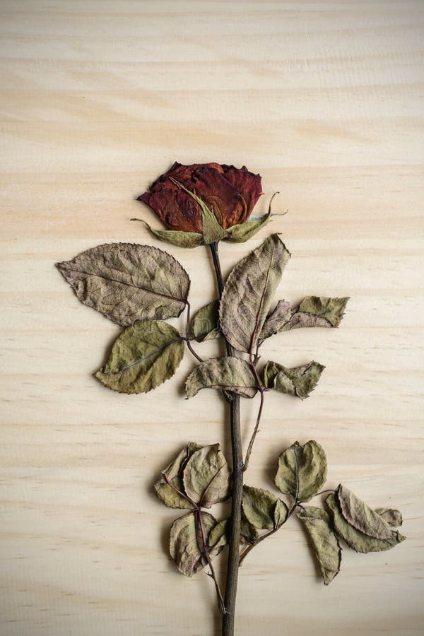 The dried rose stock photo. Image of nature, thorns, drought 23900118